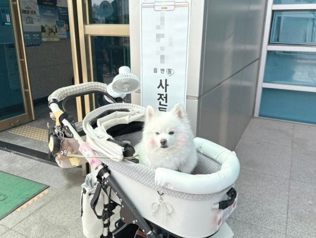 [네이버 블로그 캡처. 재판매 및 DB 금지]