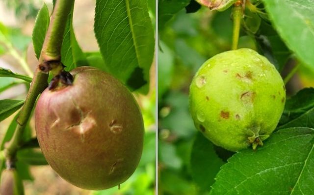 우박에 상처 입은 복숭아(좌)와 사과 