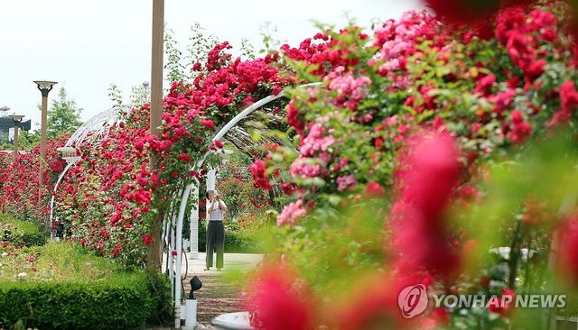 붉게 물든 장미터널