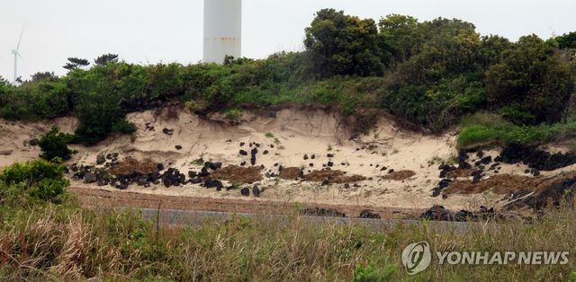 연결이 단절된 김녕사구 단면