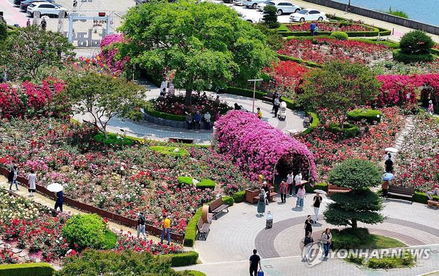 2025 삼척 장미축제 찾은 관광객들