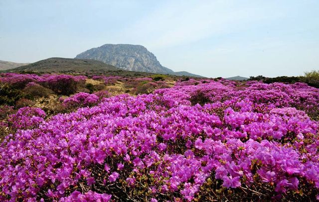 한라산 봄소식 전하는 털진달래