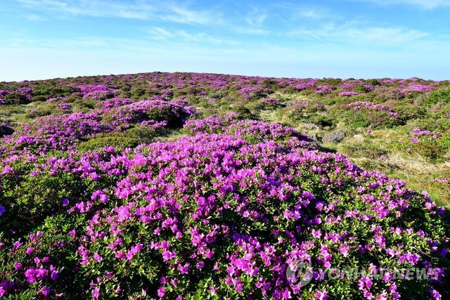 화사하게 피어난 한라산 산철쭉
