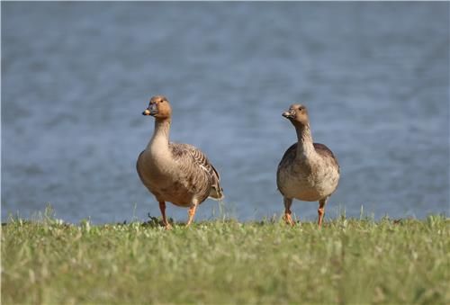 귀향하지 않고 강릉살이하는 겨울철새 큰기러기