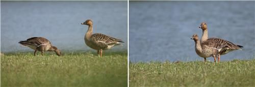 강릉에 머무는 겨울철새 큰기러기