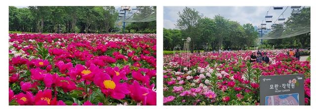 서울대공원 테마가든 모란·작약원