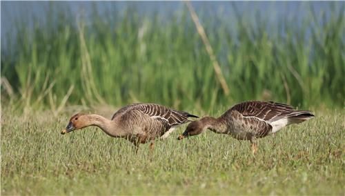 먹이활동 하는 큰기러기