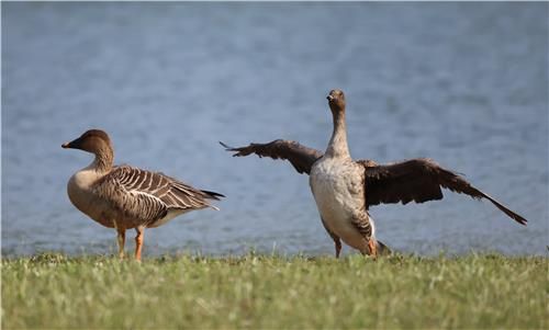 날갯짓하는 큰기러기