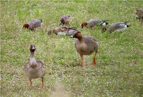 큰기러기와 홍머리오리