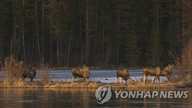 스웨덴 말코손바닥사슴떼