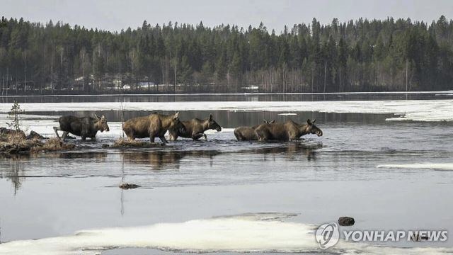 강을 건너는 말코손바닥사슴 무리