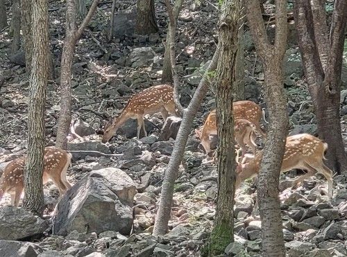 순천 봉화산 사슴들