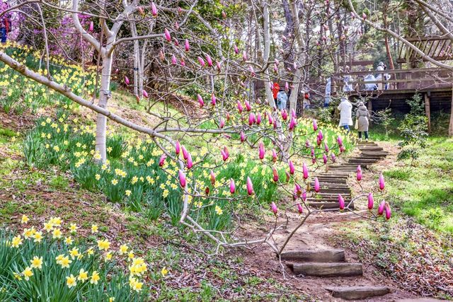 목련과 수선화 [사진/백승렬 기자]