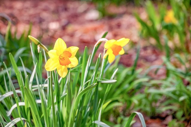 이튼 송 수선화 [사진/백승렬 기자]