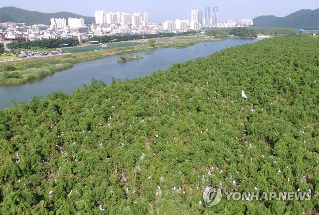 백로로 뒤덮인 태화강 삼호대숲