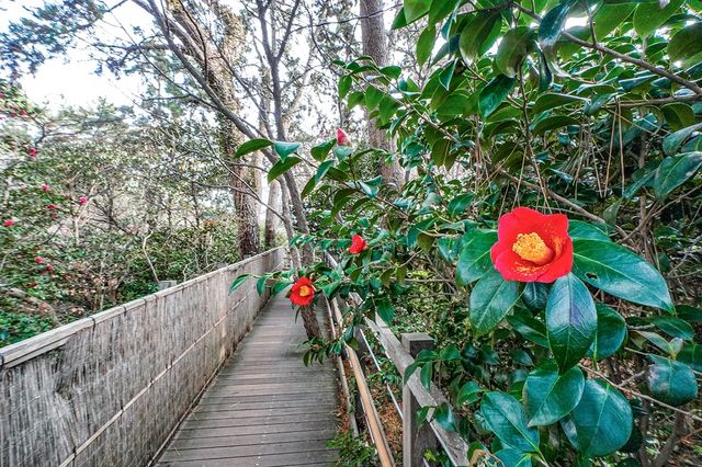 산책로에 핀 동백꽃 [사진/백승렬 기자]
