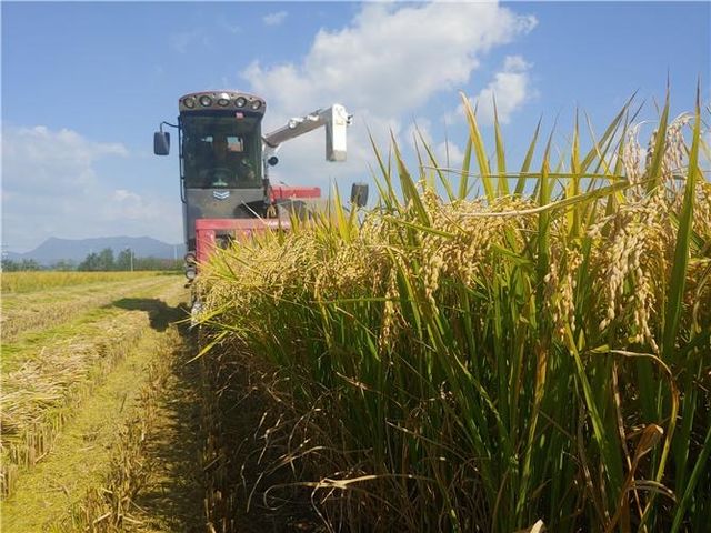 부산 쌀 '황금예찬' 수확