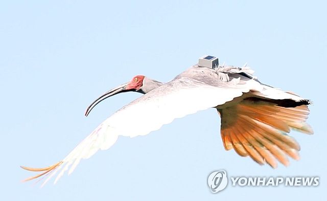 경남 창녕 우포따오기