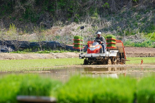 접경지 화천지역 모내기 돌입