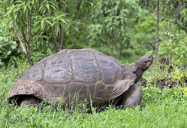 갈라파고스땅거북