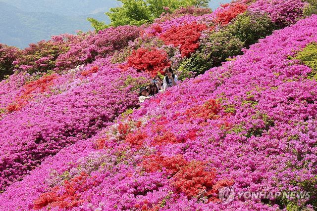 부산 백양산 철쭉동산 장관
