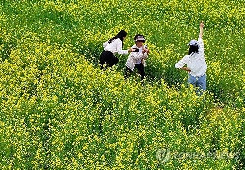 유채꽃 만끽