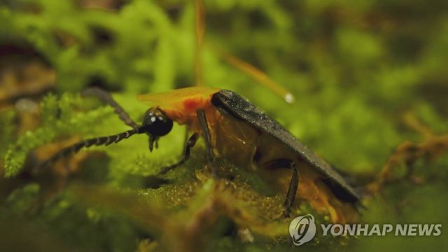 무주군 상징물 '반딧불이'
