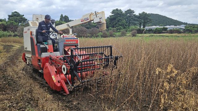 콤바인으로 참깨 수확