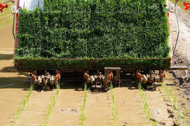 화천군 올해 모내기 시즌 돌입