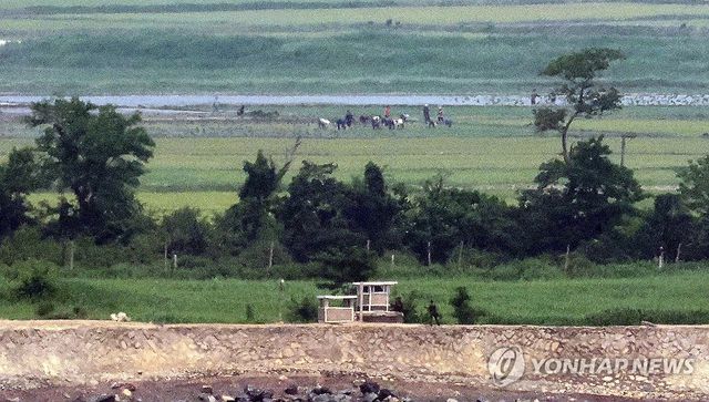 늦은 모내기 하는 북한 주민들