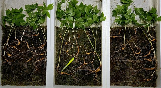 지리산 천종산삼