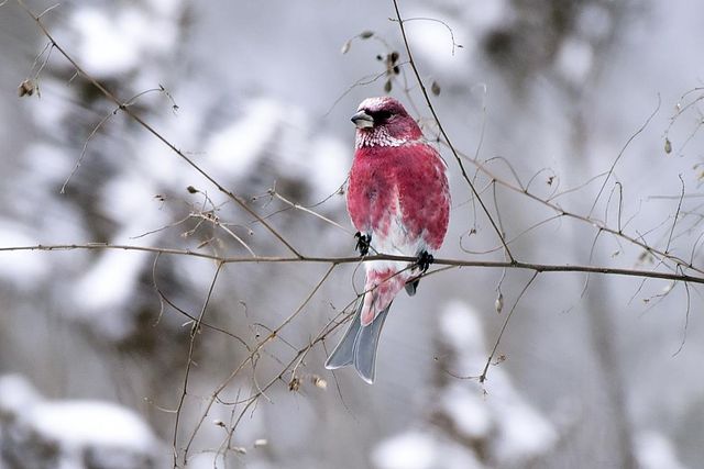 '광릉숲의 새' 양진이