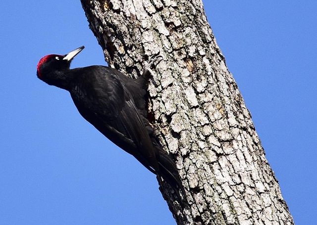 '광릉숲의 새' 까막딱다구리