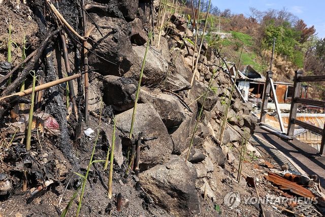 영덕 산불 피해 마을에 올라온 죽순