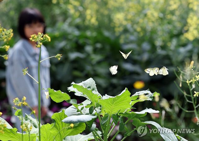 '나비야 반가워'