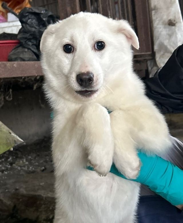 구조된 진돗개 믹스견 