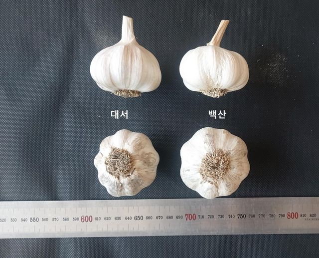 대서마늘과 비교한 신품종 백산