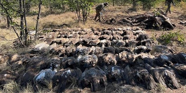 남아공 크루거 국립공원서 집단 폐사한 멸종위기 독수리