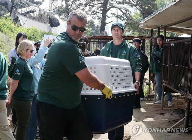 청주시, 불법 개 농장서 구조한 68마리 해외 입양