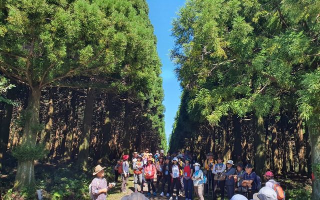 제주 한라산둘레길 시험림길 탐방 모습