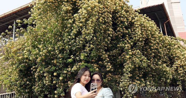 목향장미와 5월 추억