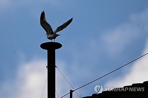 콘클라베 첫날 시스티나 성당 굴뚝에 앉은 갈매기 