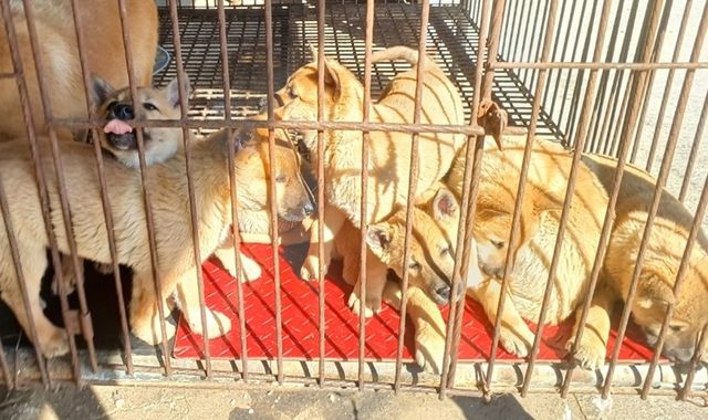 구조된 진돗개 믹스견 