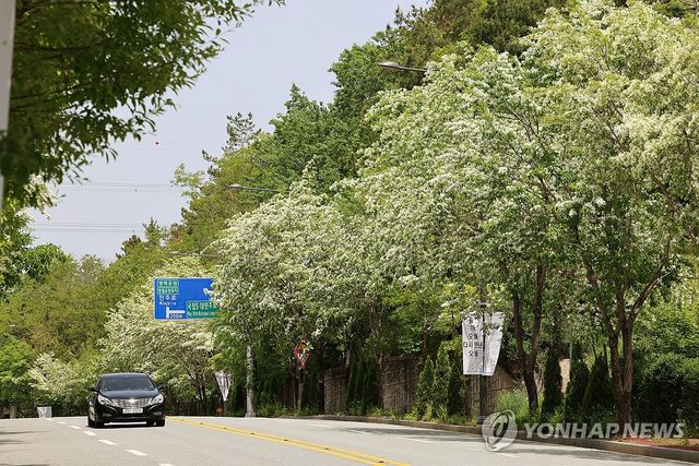 5·18 앞두고 이팝나무꽃 개화