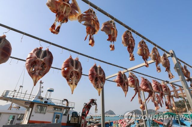 흑산도 예리항에서 말라가는 홍어
