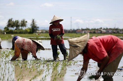 모내기하는 인도네시아 농민들