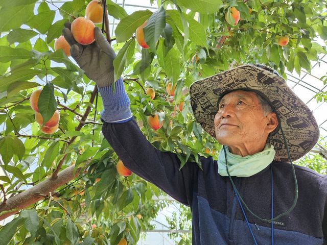 춘향골 복숭아 수확