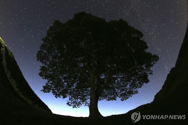 2015년 여름 밤에 찍힌 시카모어 갭 나무