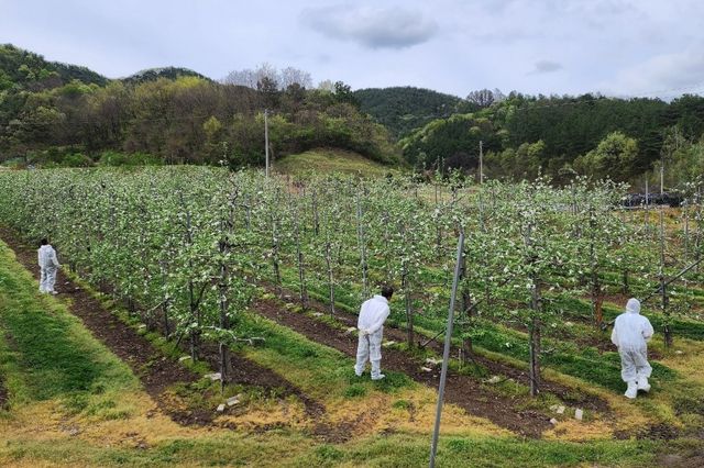  과수화상병 예방 정밀 예찰