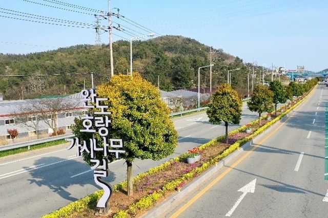 완도호랑가시나무 길